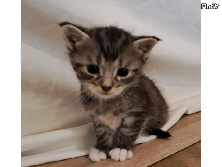Säljes 2 kattungar veterinärgranskade