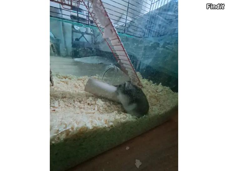 Säljes Hamster och bur