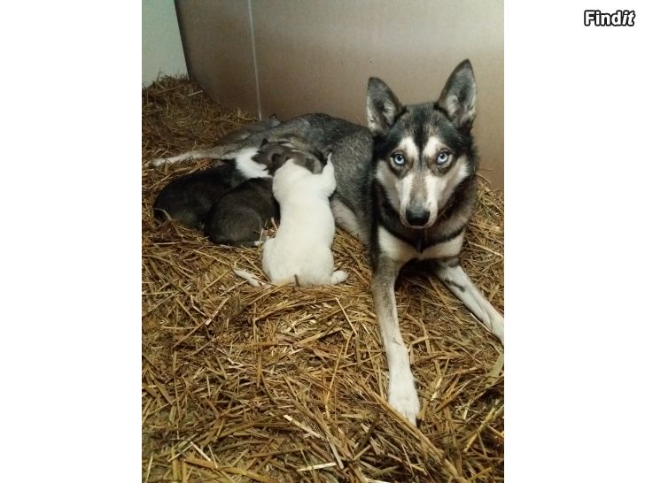 Myydään Siperianhusky pennut