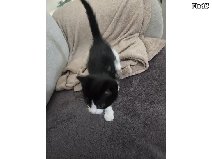 Säljes Kattunga
