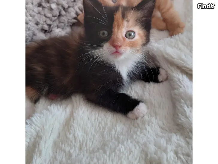 Säljes Kattunge hona