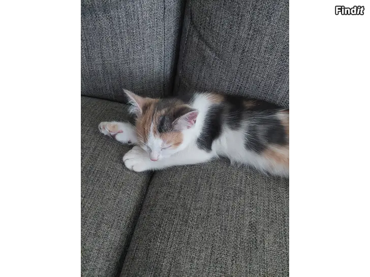 Säljes Kattungar