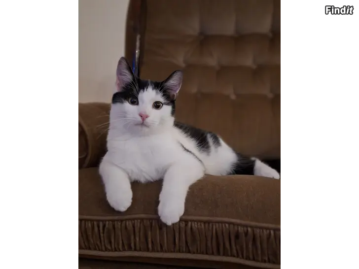 Säljes Kattunge