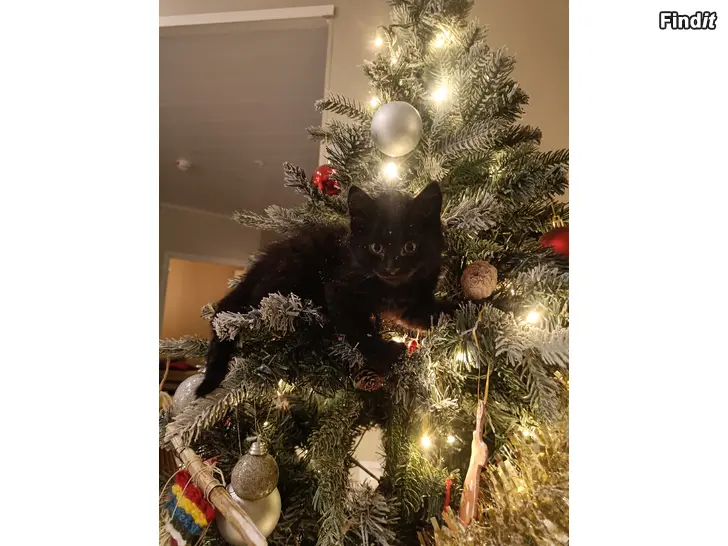 Säljes Kattungar säljes