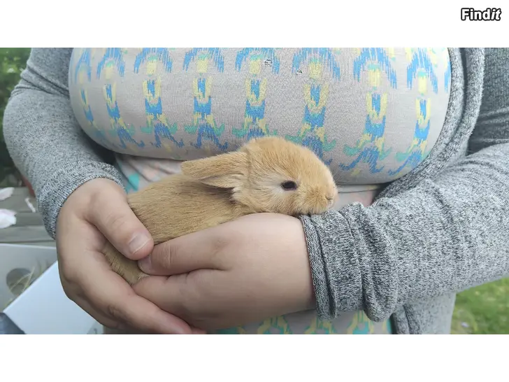 Säljes 2 dvärgvädurs ungar