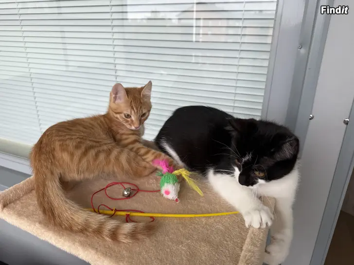 Säljes Kattungar Säljes