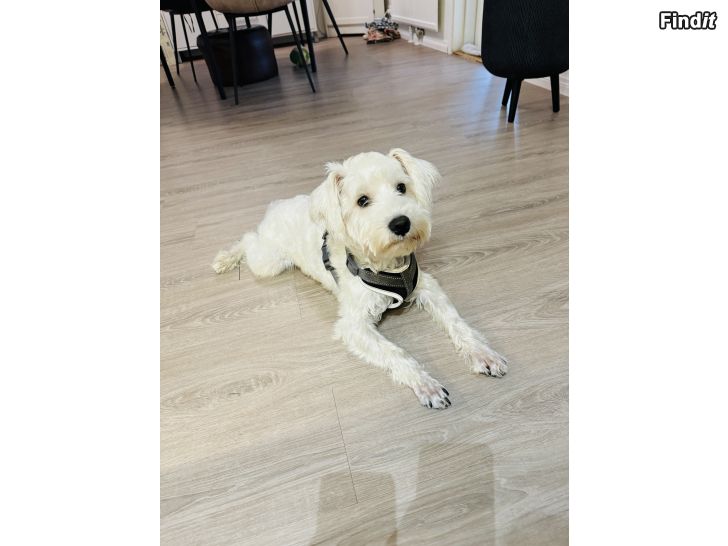 Säljes Dvärgschnauzer