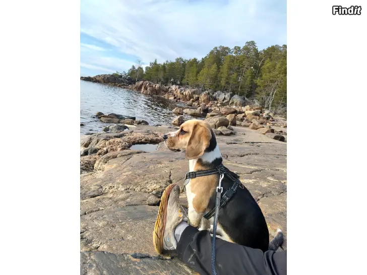 Säljes 1,5år Beagle tik