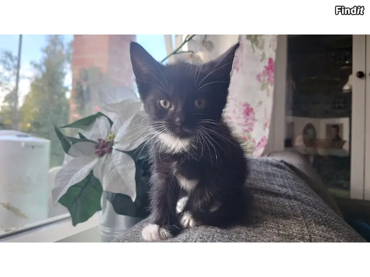 Säljes Kattunge hane