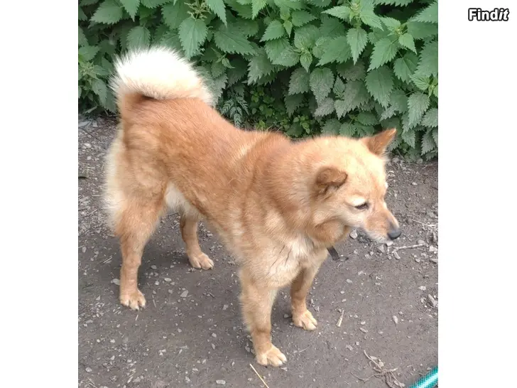 Myydään Suomenpystykorva narttu