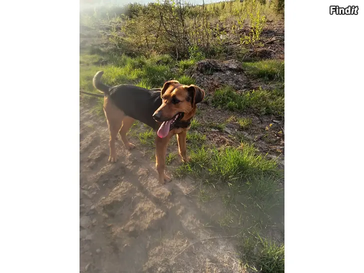 Bortges Blandras hund