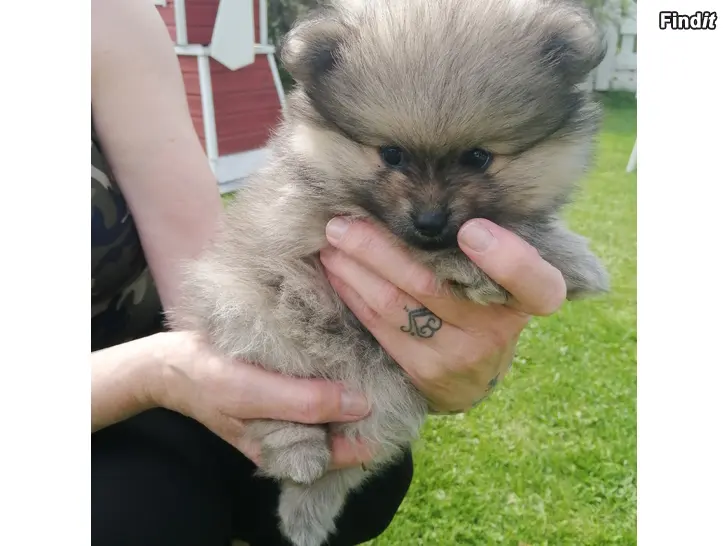 Myydään Pomeranian pentuja
