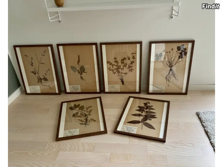 Säljes 6 st äldre botaniska herbarier från 1928-1930