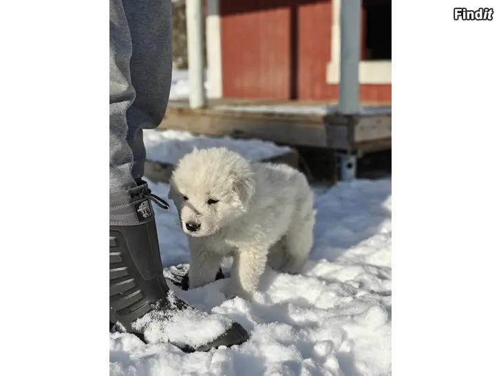 Myydään Herdskyddshundsvalpar Maremmano Abruzzese söker hem