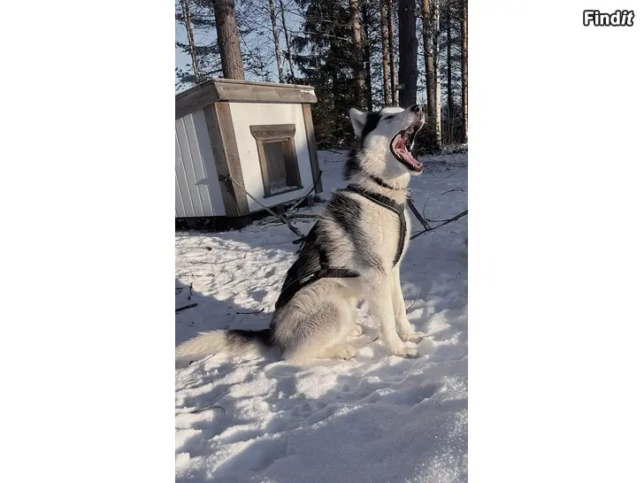 Myydään Alaskan husky säljes