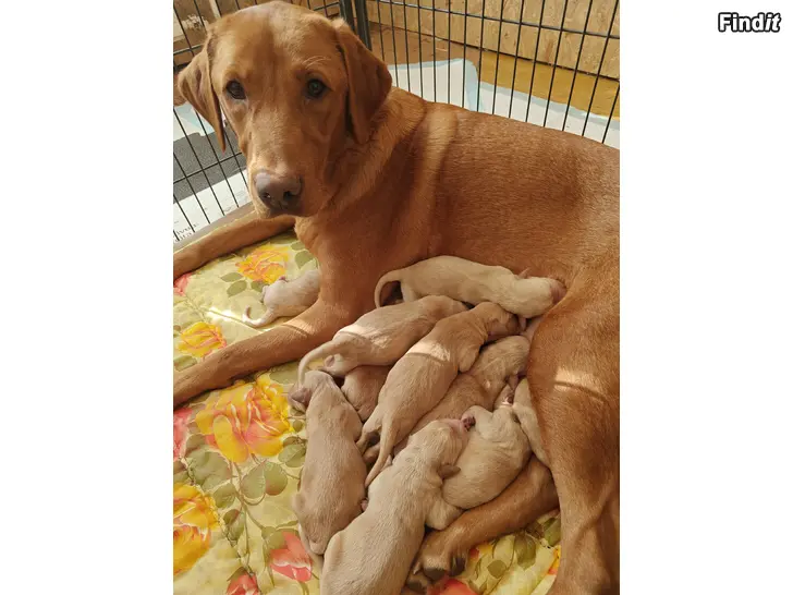 Myydään Labradoodlen pentuja varattavissa