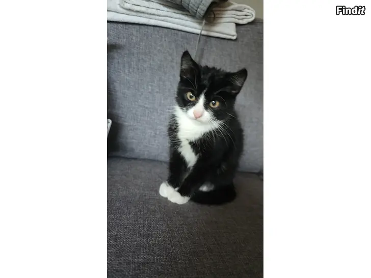 Säljes Kattunge