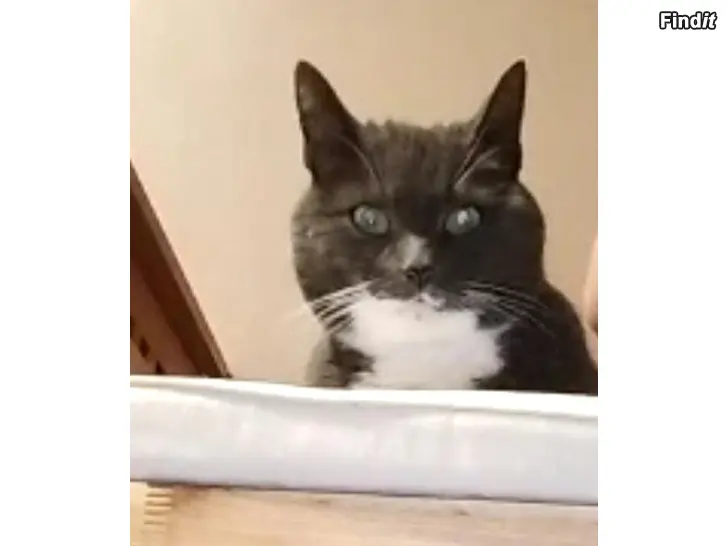 Myydään Kissa