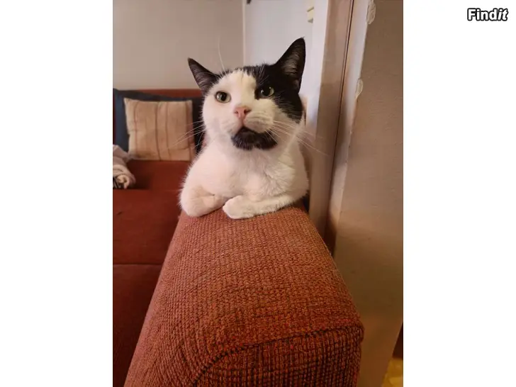 Annetaan Bortges katt, annetaan kissa