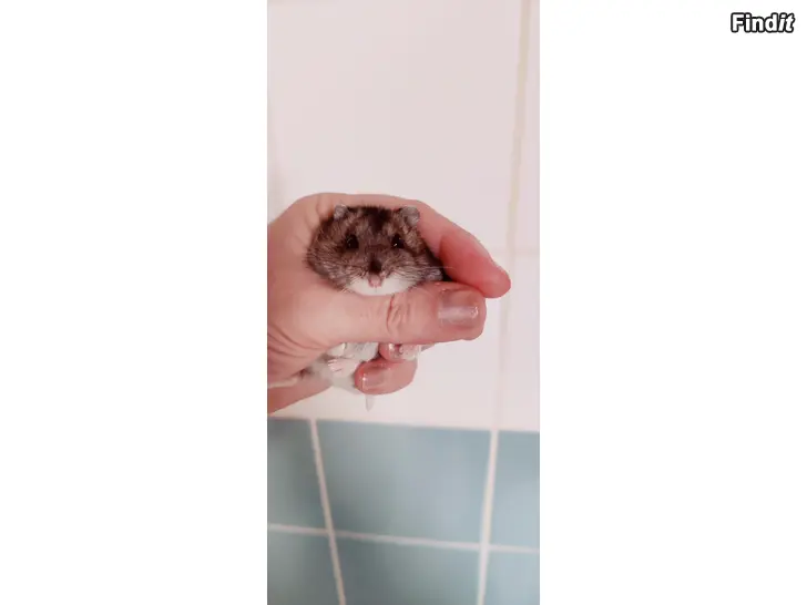 Myydään Talvikoita