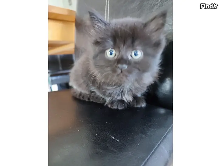 Myydään Kattungar