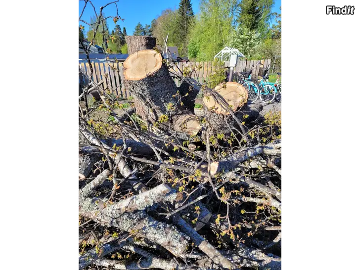Myydään Tammi tukkia