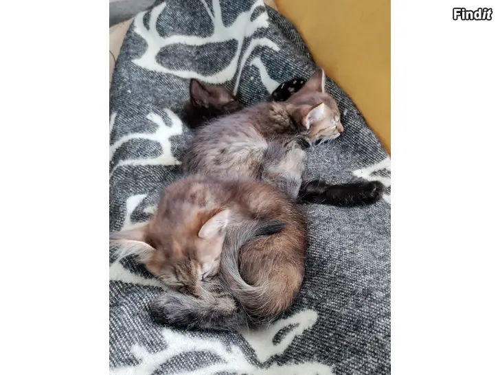 Säljes Kattungar