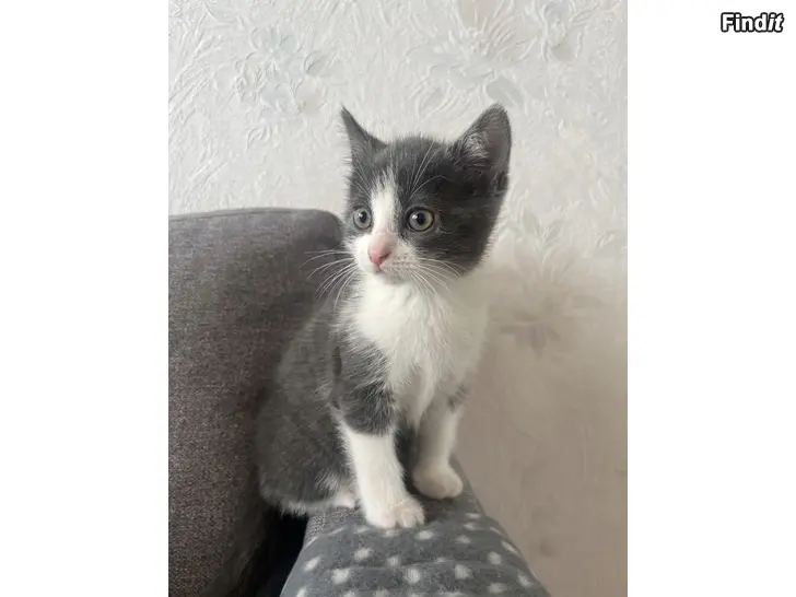 Myydään Kattungar
