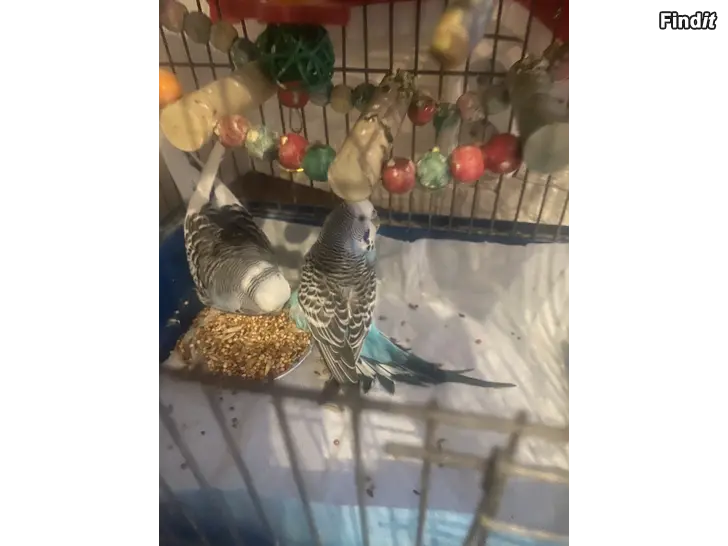 Säljes vi säljer våra små fåglar