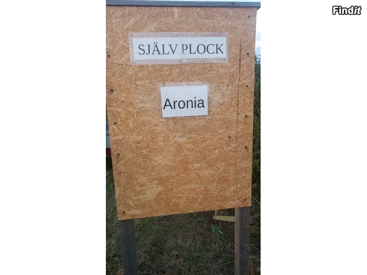 Säljes Självplock av Aronia