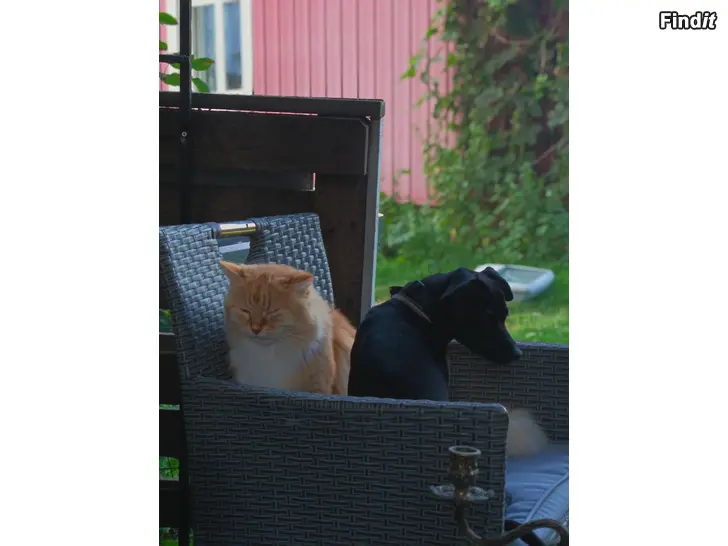 Halutaan vuokrata Sökes pojkvän