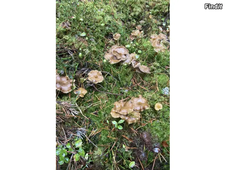 Myydään Trattkantareller