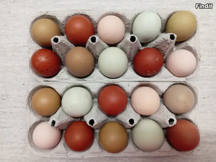 Säljes Avelsägg och kycklingar