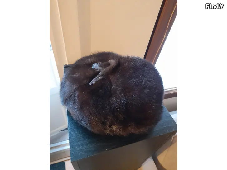 Myydään Turkishattu