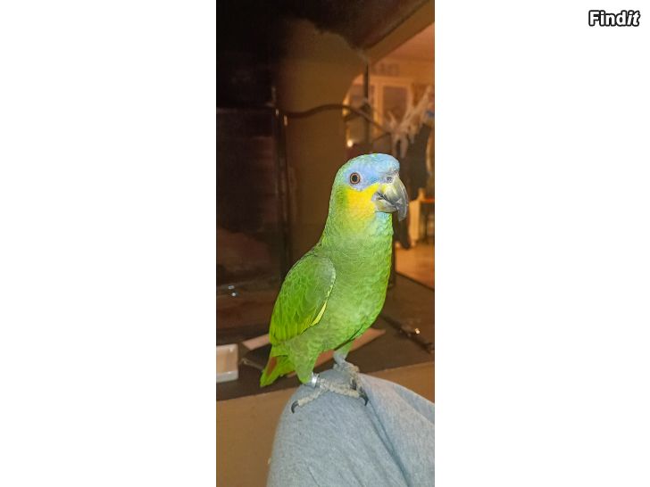 Säljes Amazon papegoja