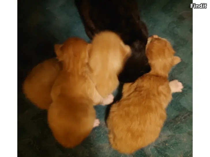Säljes Kattungar