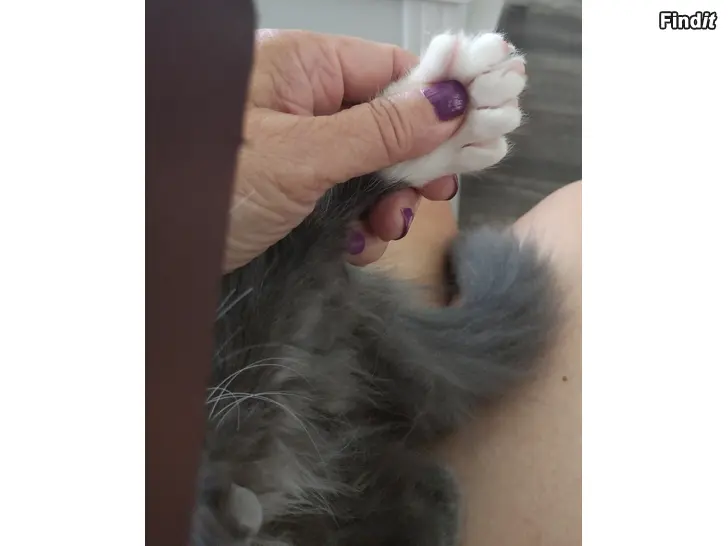 Säljes Kattunge