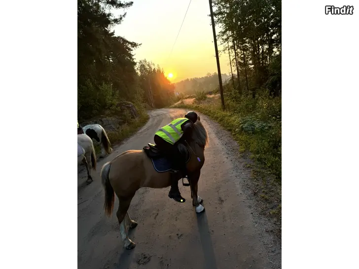 Säljes Gryningsritt