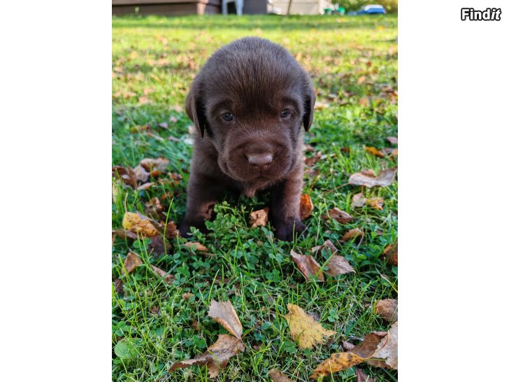 Myydään Labradorinnoutajan Pennut