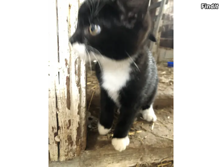 Säljes Kattunge