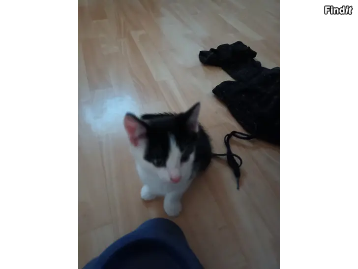 Säljes 2 fina kattpojkar