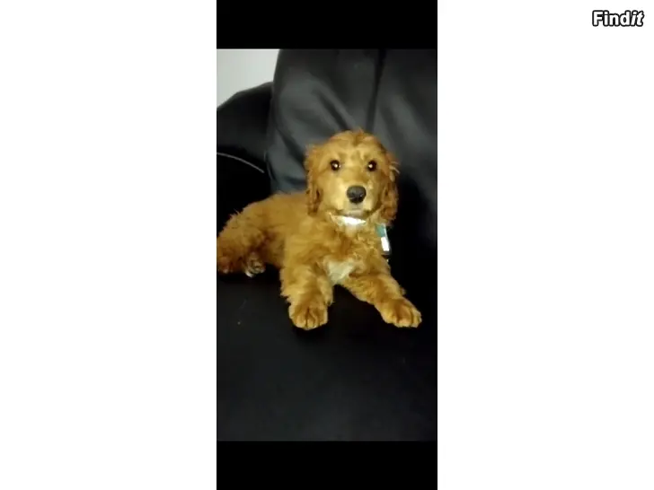 Myydään Cockapoo pentuja