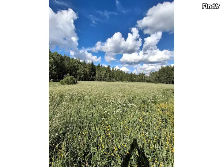 Säljes Fantastisk solig strandtomt i Kulju, Lempäälä  ca 1,4 ha