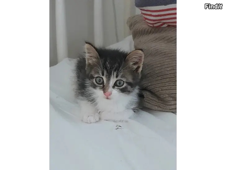 Säljes Kattunge