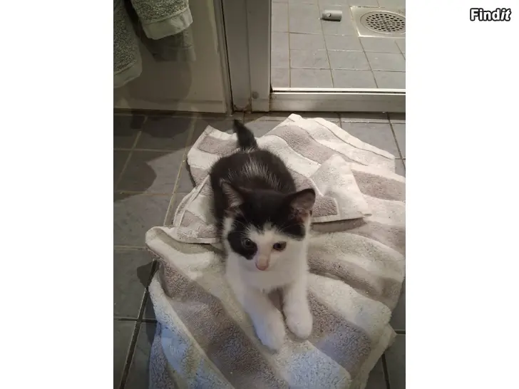 Myydään Kattungar