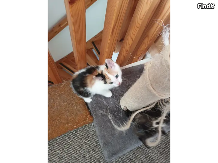 Säljes Kattungar