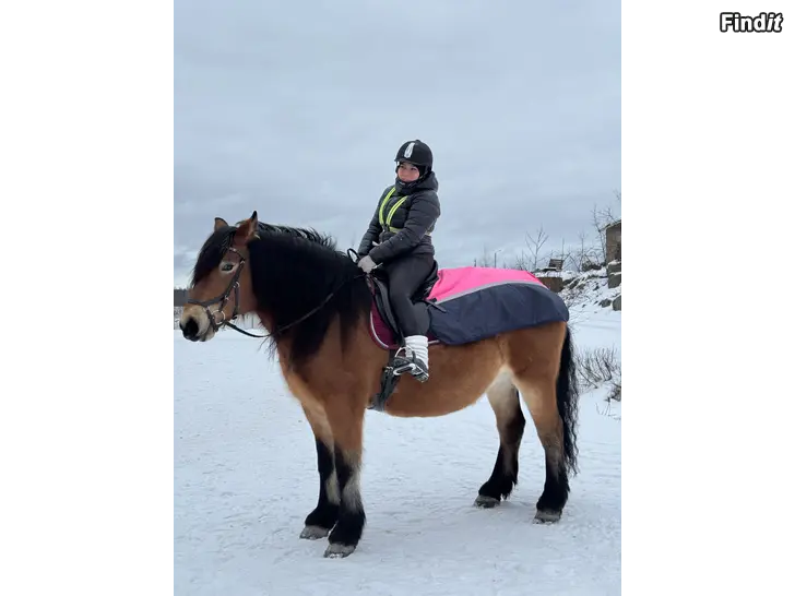 Säljes Vuxengrupp i hästhantering och ridning