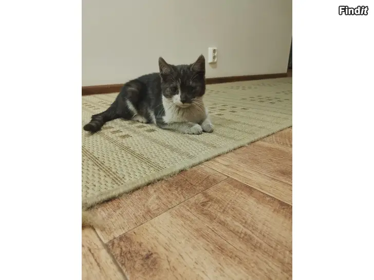 Myydään Maatiaiskissan pentuja