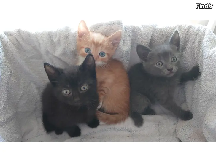 Myydään Kattungar söker nya hem