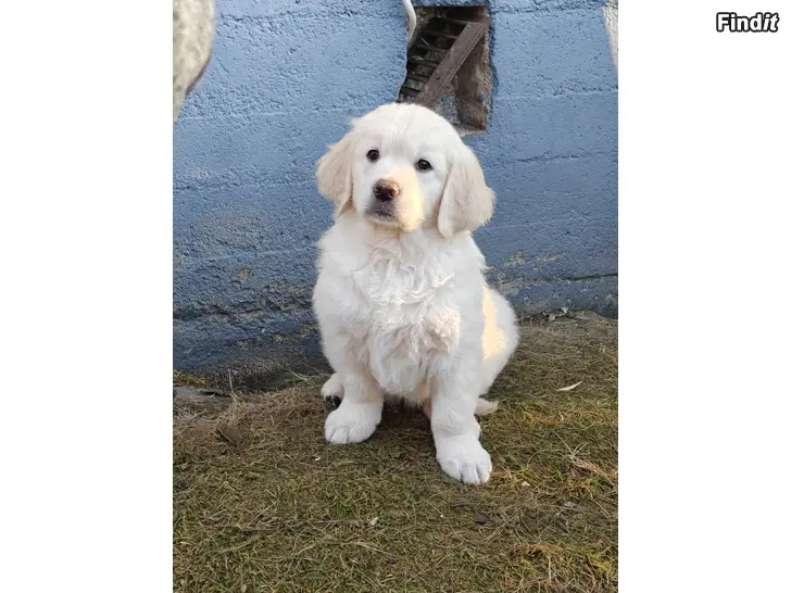 Myydään Leveransklar golden retriever mix valp